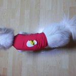 [스피츠볼리] <b>애미</b>야 옷이 작다~ㅎㅎ볼리의 더위피하기