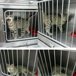 뱅갈고양이..너무 귀엽고 이쁜 코트를 입은 사랑스러운 <b>루비</b> 가족...