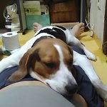 3살된 비글 암~