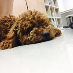 [교감] 주인찾아요/갈색 푸들/안암역 <b>부근</b>에서