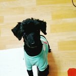 울산 공업탑에서 블랙푸들 잃어버렸어요