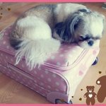 [개깊은빡침] 저는 반려견과 산책하는 죄인입니다.