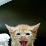 [안산] <b>시동</b>걸린 트럭밑에서 구조한 치즈.