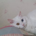 [동물사랑방] 고양이<b>설사</b>