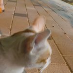 [댓글부탁] 이 고양이 아는분계신가요ㅠ