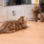 [수리노을] 어쌔신 <b>크리드</b> : 고양이