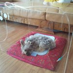 [울짱아<b>요키</b>]  강아지 산소케이지 필요하신분 