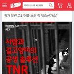 귀가 잘린 고양이를 보신 적 있으신가요?