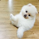 겨울이의 치명적인 매력.