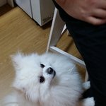 귀요미 포메 <b>체리</b> 2탄~!!