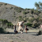 착시로 대형견이 된 반려<b>견들</b>