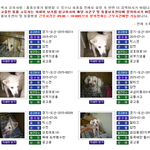 유기동물신고해서 공고뜬 강아지는 10일뒤에 무조건 안락사 인가요...