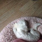 <b>비숑</b> 분양 했어요
