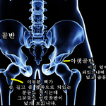 오리궁뎅이 및 <b>골반</b>.엉뽕관련