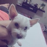 [강아지사랑] 10년 넘게 키워온 강아지를 찾습니다.(꼭꼭 봐주세요...