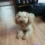 유기<b>견이</b> 반려견으로! 