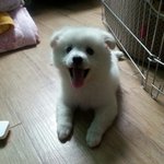 한살 스피츠 봉구