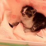 [아기고양이] 태어난지 얼마안된 아기고양이의 눈을 도와주세요ㅠㅠ