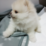 (5개월 포메라니안)내 이름은 뽁씨!!