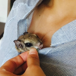 [교감] 하늘다람쥐 두루의 철인3종경기!