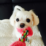 [만두사랑] 심쿵 말티즈 만두