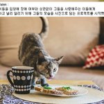 <b>장애</b>가 있어도 사랑받는 냥이