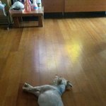 [요크셔테리] #<b>미키</b>#  