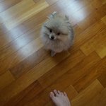 포메라니안 형제 <b>보리</b>+귀리 형제에요