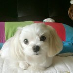 [강아지사진] 강아지를찾습니다