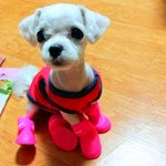 [강아지사진] 이제 3개월된 사랑이 자랑해요