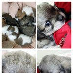 [<b>단풍</b>] 오랫만에 <b>단풍</b>이 인사왔어요. 7개월 된 강단풍 입니다^^