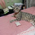 뱅갈냥이 <b>루비</b>..가엽고 짠한 <b>루비</b>의 가족이 되어주세요 (입양완료)