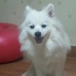 [강아지사랑] 스피츠남아 똘이를 소개합니다