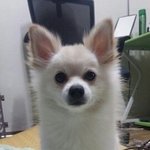 [강아지사랑] 내 이름은 <b>이홍</b>이 거꾸로 해도 <b>이홍</b>이