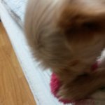 [요크셔테리] #<b>미키</b>#