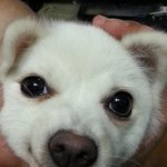 [스피츠백일] 내 사랑 백일잉❤️2