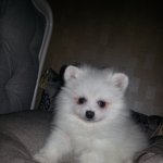 [강아지사랑] 우리부부의 <b>보물</b> 롸미 !