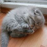 귀여운 <b>자세</b>로 잠든 고양이들