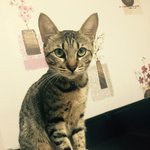 [고양이] <b>구미시</b> 형곡동에서 잃어버린 고양이를 찾고있어요