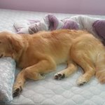 [3대천사견] 꽃미남 골든리트리버 재리를 소개합니당