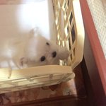 [동물]  복덩이 말티즈 소개합니당 심쿵 주의