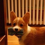 [백현] 몽룡이가 강제 <b>단발</b> 당했다고?