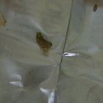 [꼭드루와] 허니통통먹지마 <b>애벌레</b>잇음 ;