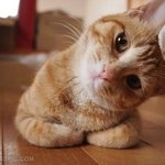 <b>호기심</b> 넘치는 귀여운 고양이