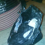 <b>포대</b>자루에 유기된 고양이들 어떻게 해야하나요