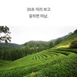 보성 <b>녹차</b>밭