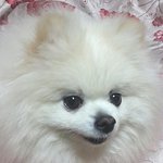 [잠자는체리] 귀요미 <b>포메</b> 체리 3탄!!