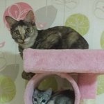 [고양이] 뚜와  꾸미
