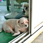 [유기견] [해피빈] 유선<b>종양</b>을 깔고 앉은 엔젤에게 희망을 주세요...