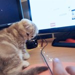 [수리<b>노을</b>] 집사 방해하기